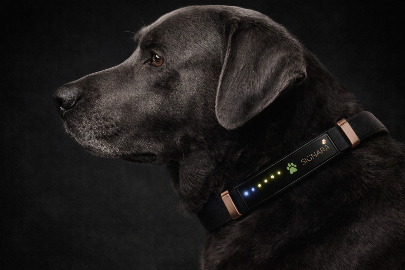 Hunter wearing the Signara smart collar